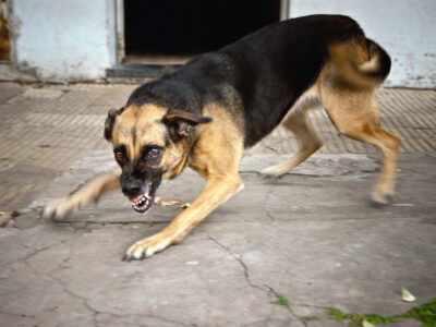Black and tan dog showing its teeth and snarling.